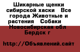 Шикарные щенки сибирской хаски - Все города Животные и растения » Собаки   . Новосибирская обл.,Бердск г.